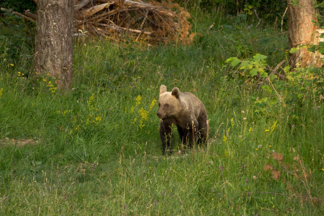 Bear cub in Slovenia