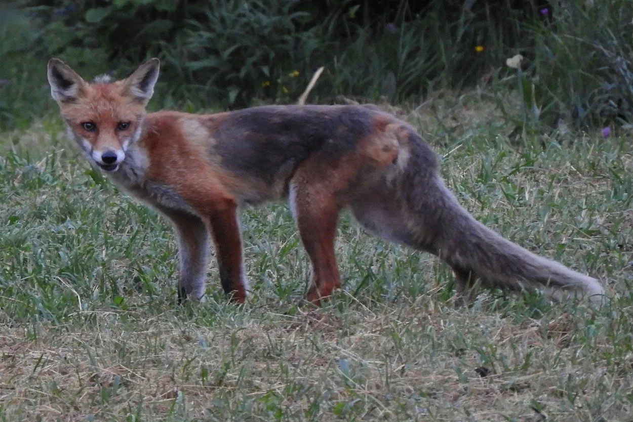 Fox in Slovenian forest