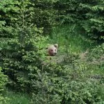 Brown Bear Slovenia