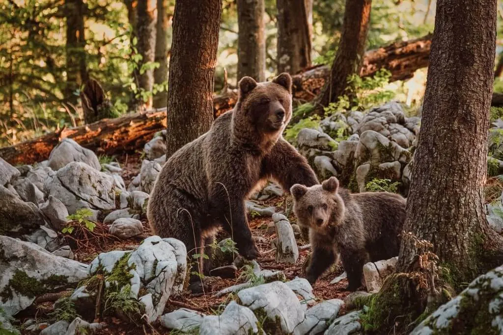Bears in Slovenia