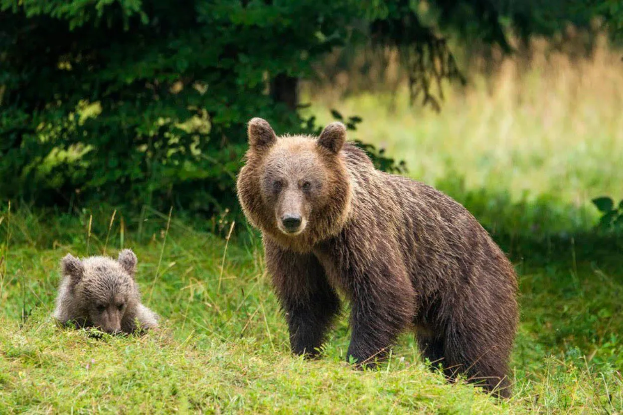 European Brown Bear Alpha Male In Karst Forest, Slovenia Spiral