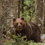 Slovenia bear spotting