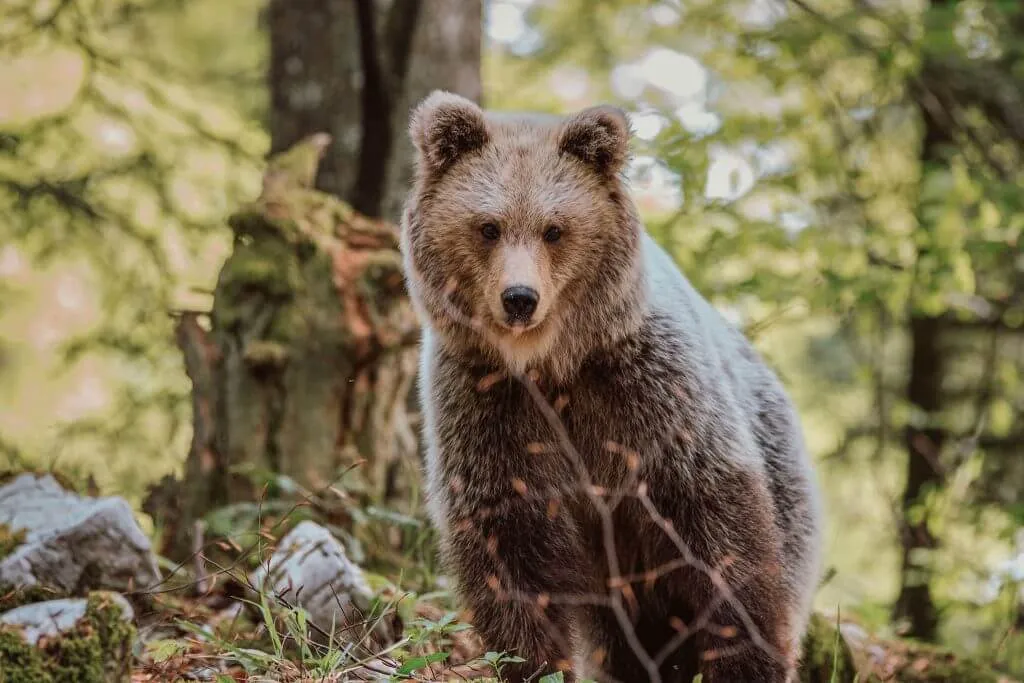 Bear watching in Slovenia
